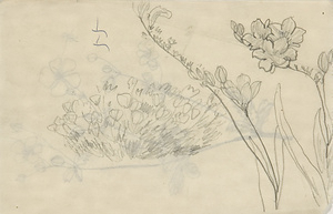 『未知草カード』[第二]より　［フリージア］