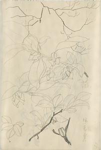 『未知草カード』[第二]より　「柿若葉」