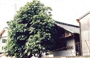 松尾酒造西酒蔵