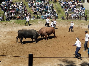 牛の角突きの習俗