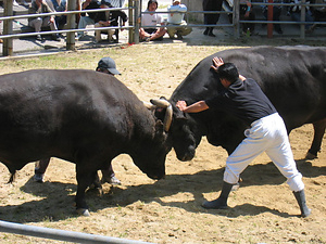 南予地方の牛の角突き習俗