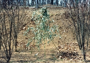 北関東のササガミ習俗