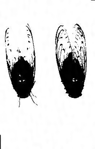 和琴ミンミンゼミ発生地