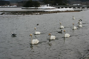小湊のハクチョウおよびその渡来地