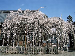 龍谷寺のモリオカシダレ