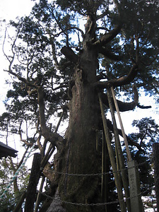 木幡の大スギ