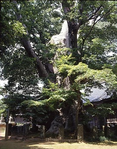 鵜川神社の大ケヤキ