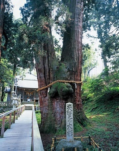 栢野の大スギ