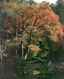 萬徳寺のヤマモミジ