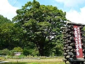 小黒川のミズナラ