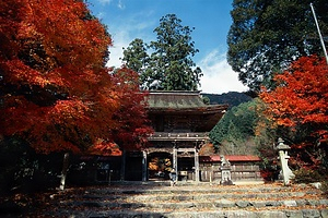 楓谷のヤマモミジ樹林