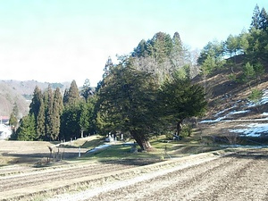 治郎兵衛のイチイ