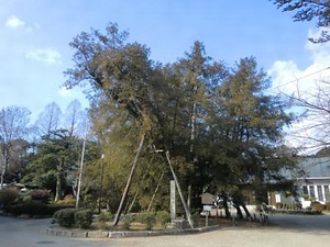 名古屋城のカヤ