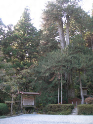 甘泉寺のコウヤマキ