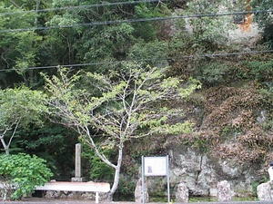 不動院ムカデラン群落