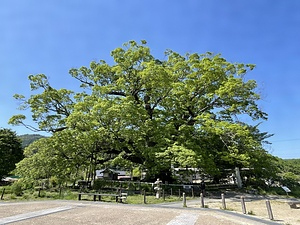 野間の大ケヤキ