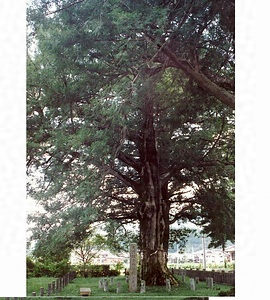 日置のハダカガヤ