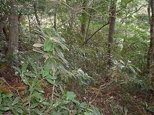 高尾暖地性濶葉樹林