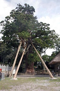 玉若酢命神社の八百スギ