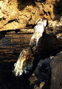 波根西の珪化木