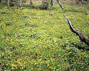 鯉ヶ窪湿生植物群落