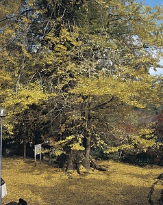 龍蔵寺のイチョウ