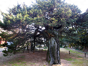 恩徳寺の結びイブキ