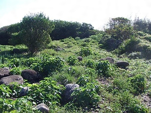 見島ジーコンボ古墳群