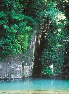 母川オオウナギ生息地