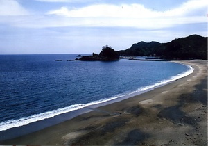 大浜海岸のウミガメおよびその産卵地