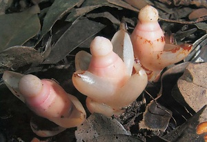 鈴が峯のヤッコソウ発生地