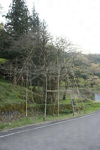 仁井田のヒロハチシャノキ