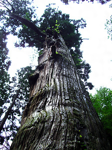 英彦山の鬼スギ