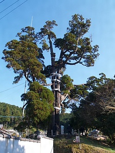 女夫木の大スギ