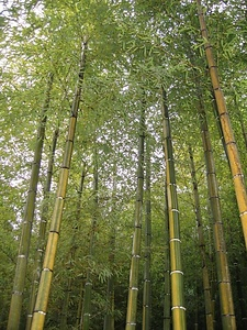 祝子川モウソウキンメイ竹林