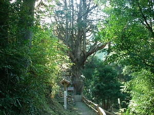 大久保の大ヒノキ