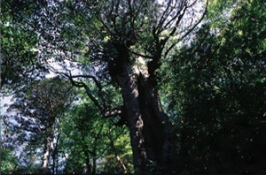 屋久島スギ原始林