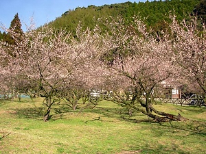 藤川天神の臥龍梅