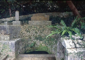 識名園のシマチスジノリ発生地