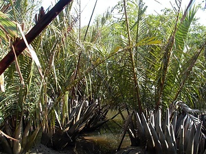 船浦のニッパヤシ群落