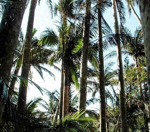 ウブンドルのヤエヤマヤシ群落