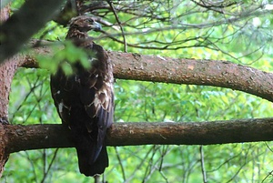 イヌワシ繁殖地