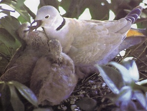 越ヶ谷のシラコバト