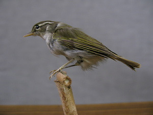 イイジマムシクイ