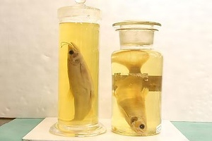 田沢湖のクニマス（標本）