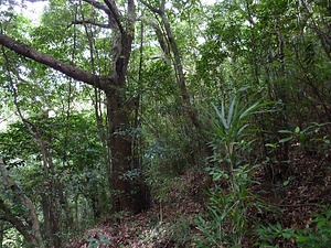 徳之島明眼の森・義名山の森琉球石灰岩地森林植物群落