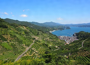 宇和海狩浜の段畑と農漁村景観