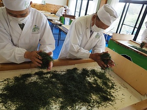 手揉み製茶