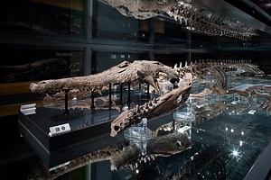 マチカネワニ化石