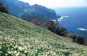 越前海岸の水仙畑　上岬の文化的景観